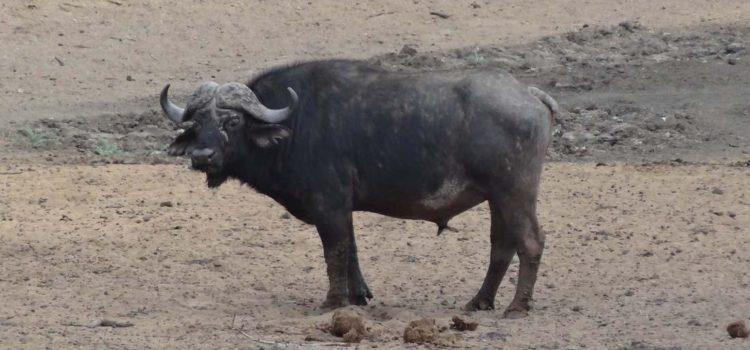 The Big 5: Cape Buffalo