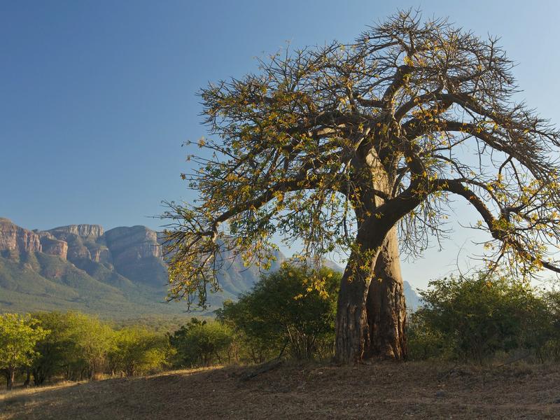 Limpopo Southern Sky Adventures
