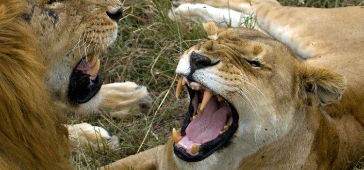 Amazulu Private Game Reserve